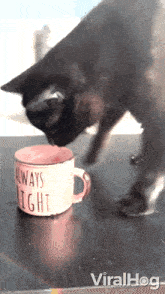 Trying To Drink Water Cat GIF - Trying To Drink Water Cat Viralhog GIFs
