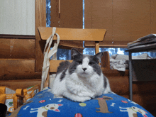 a cat is laying on a blue dog blanket