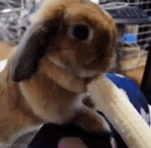 Eating Pet GIF - Eating Pet Rabbit GIFs