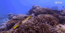 Fish Ocean GIF - Fish Ocean Reef GIFs