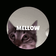 a picture of a cat with the word mellow written above it