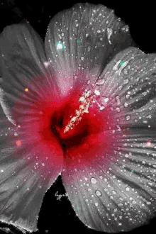 flower animation