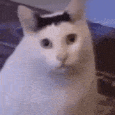 a white cat with a black stripe on its head .
