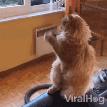 Cat Waving Viralhog GIF - Cat Waving Viralhog Hey GIFs