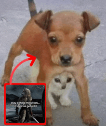 a picture of a dog and a picture of a wolf with the words stay behind me kitten it 's gonna get wild
