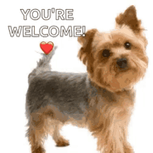 Yorkie Dog GIF - Yorkie Dog Youre Welcome GIFs