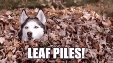 Leaf Piles Dogs GIF - Leaf Piles Dogs Autumn GIFs