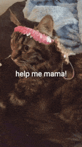 a cat is wearing a pink headband and a blue shirt