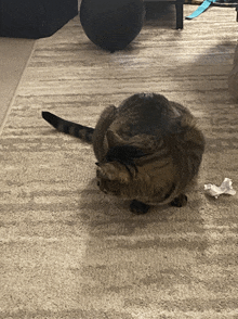 a cat is sitting on a carpet with a ball in the background