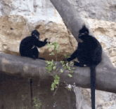 two black monkeys sitting on a tree branch eating leaves
