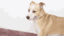 a brown and white dog standing next to a wall