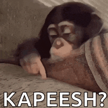 a chimpanzee is laying on a couch and pointing at something with the words kapeesh ? written below it .