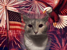 a cat in front of a fireworks display with an eagle