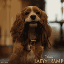 Lady And The Tramp Cute GIF - Lady And The Tramp Cute Dog GIFs