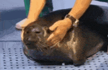 a person is petting a seal that is laying on the floor