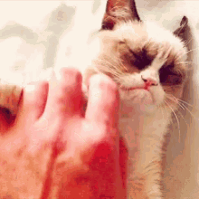 Grumpycat Scratch GIF