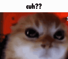 Cuh Cat GIF - Cuh Cat GIFs