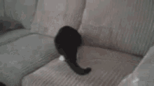 Cat Sofa GIF - Cat Sofa Shadow GIFs