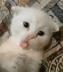 a white kitten is sitting on a couch with its tongue out .