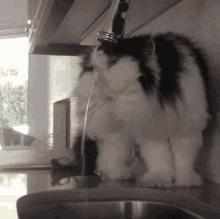 Cat Water GIF - Cat Water Drink GIFs