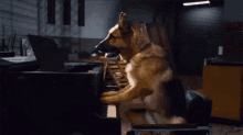 Dog Playing GIF - Dog Playing Piano GIFs