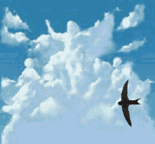 Swallow Fly GIF