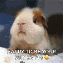 Guinea Pig Chewing GIF