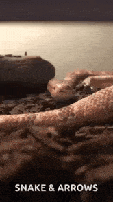 a close up of a snake laying on top of a pile of rocks .
