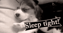 Sleepy Sleep Tight GIF - Sleepy Sleep Tight Sleeping Dog GIFs