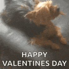 a dog is laying on a couch with the words `` happy valentines day '' written on it .