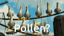 Pollen Seagull GIF - Pollen Seagull Birds GIFs