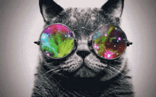 Cat Colorful GIF - Cat Colorful Shades On GIFs