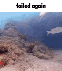 Foiled Again Fish GIF - Foiled Again Fish Caption GIFs