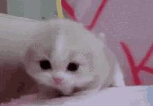 So Cute Kitten GIF - So Cute Kitten Meow GIFs
