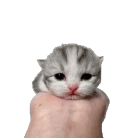 a small gray and white kitten is sitting on a person 's finger .