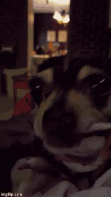 Chihuahua Chewing GIF - Chihuahua Chewing Dog GIFs