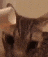 Flabbergasted Cat GIF - Flabbergasted Cat GIFs