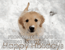 Dog Puppy GIF - Dog Puppy Happy Holidays GIFs