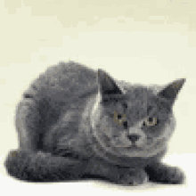 Cats Fluffy GIF