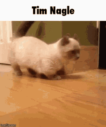 Munchkin Cat Cat GIF - Munchkin Cat Cat Tim Nagle GIFs