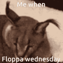 Floppa Floppa Wednesday GIF - Floppa Floppa Wednesday GIFs