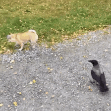 Crow Small GIF - Crow Small Dog GIFs