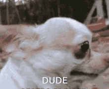 Dude Dog GIF - Dude Dog Really GIFs