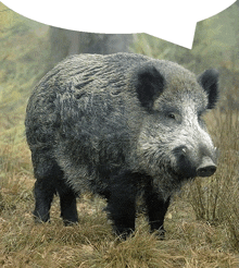 a large wild boar with a speech bubble above it
