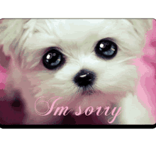 im sorry sorry puppy eyes dog so sorry