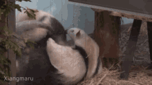 a picture of a panda bear with xiangmaru written on the bottom right