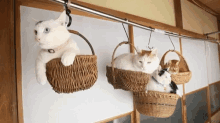 Hang Out Cats GIF - Hang Out Cats GIFs