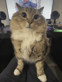 a cat sitting on a person 's lap in front of a computer monitor