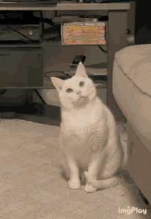 Cat Dizzy GIF - Cat Dizzy GIFs