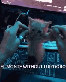 Elmonte Luizdoro GIF - Elmonte Luizdoro Cat GIFs